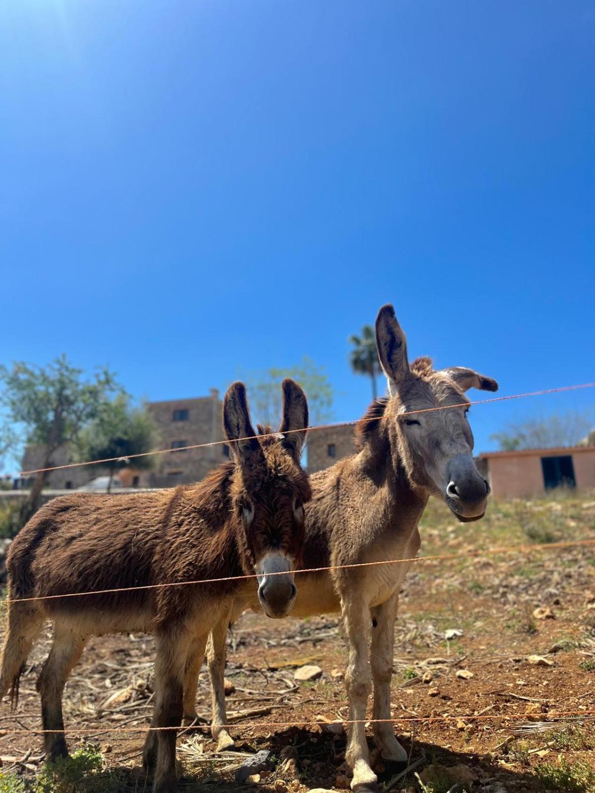 Agroturismo Ses Illes Costitx  Εξωτερικό φωτογραφία